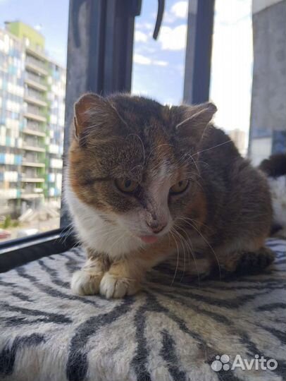 Кошка Лиуза