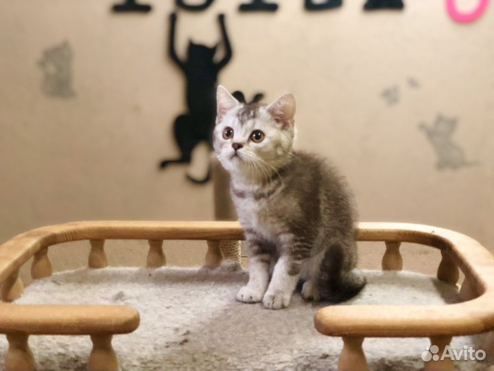 Шотландец -красавчик