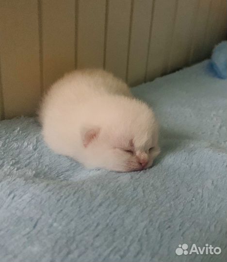 Шотладские котята