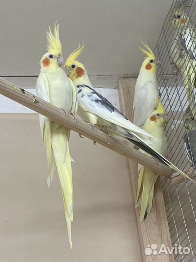 Попугай корелла