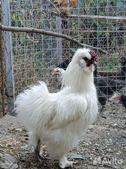 Петушки китайской шелковой