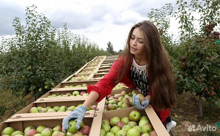 Сборщик. Вахта