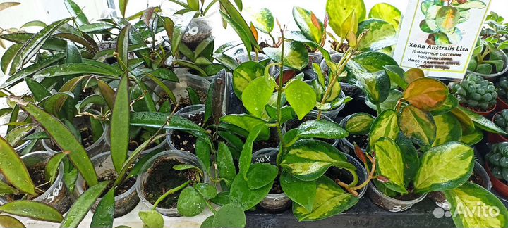 Суккуленты эхеверия, крассула, седум, хавортии