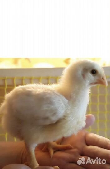 Недельные и двухнедельные цыплята бройлера