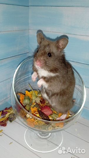 Сирийские хомяки из питомника