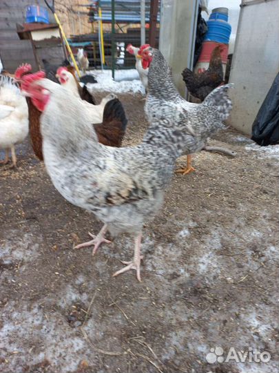 Несушки, петухи