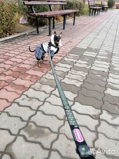 Приглашает на вязку