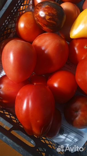 Помидоры домашние