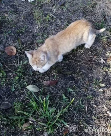 Котенок девочка в добрые руки