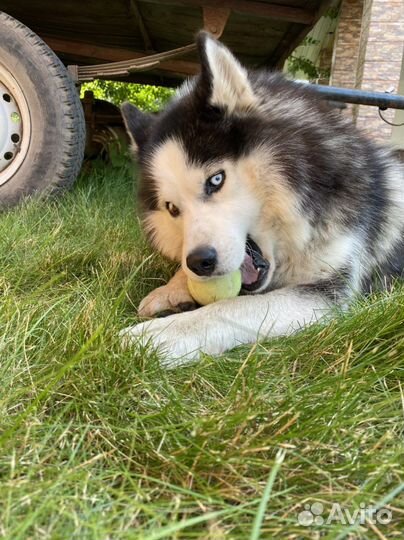 Сибирский хаски ищет дом
