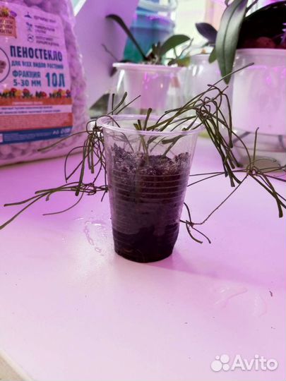 Хойя Ретуза