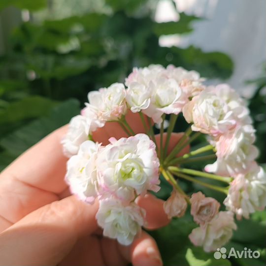 Пеларгонии сортовые