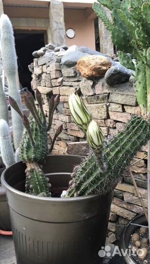 Кактус цветущий большой