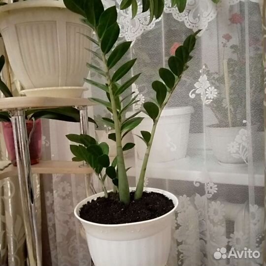 Замиокулькас