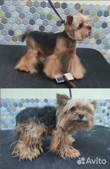 Груминг собак с выездом на дом