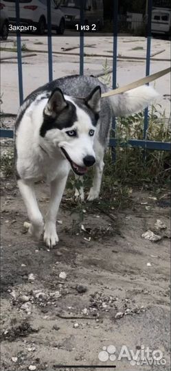 Сибирский хаски