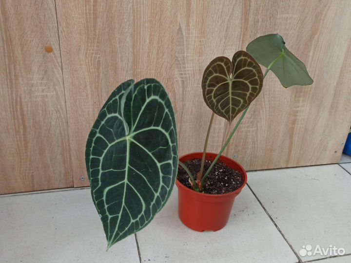 Антуриум кларинервиум, диффенбахии