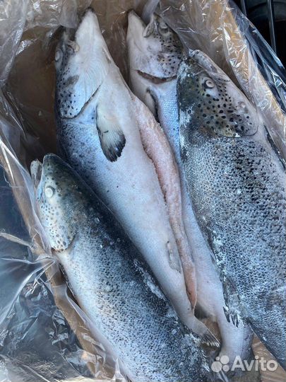 Лосось Сёмга (Чили, Премиум)