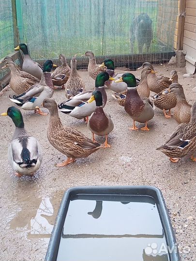 Подсадные утки