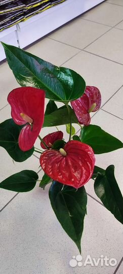 Антуриум красный