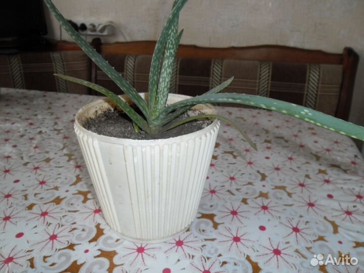 Комнатное растение