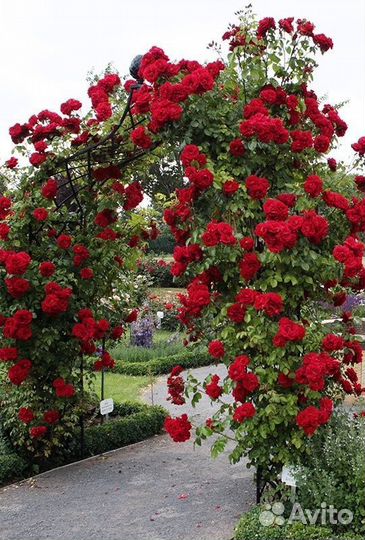 Саженцы роз плетистая