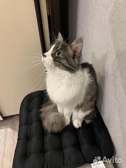 Котик в дар