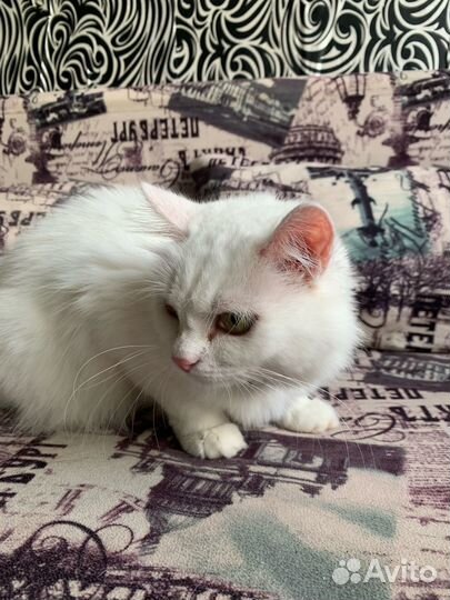 Отдаю кошек + весь инвентарь