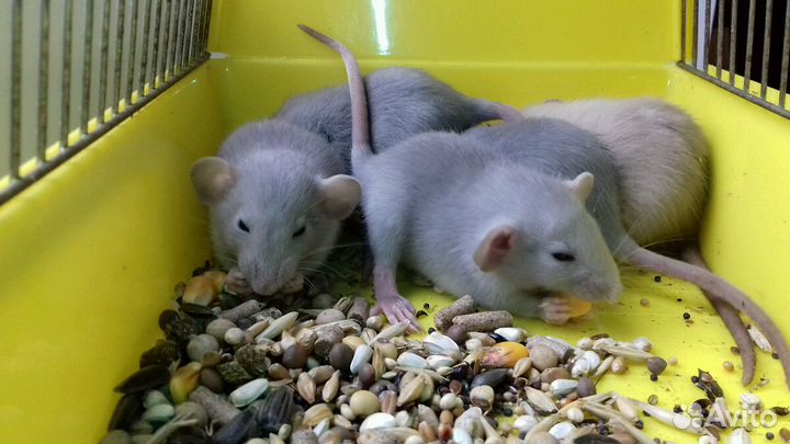 Крысята Дамбо. Крысы голубые и светло-бежевые