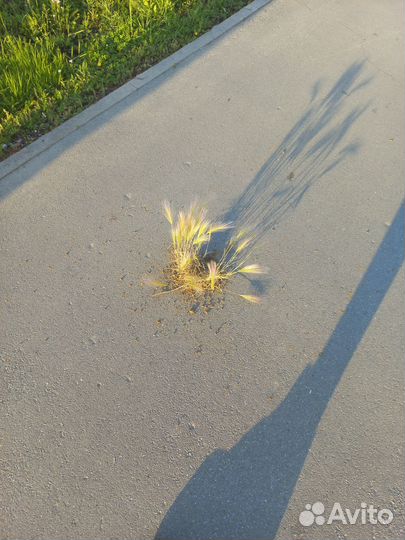 Цветок,растущий из тротуара