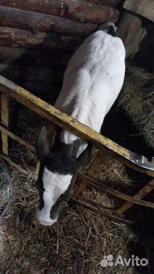 Телёнок тёлочка