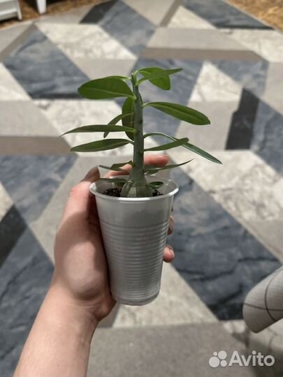 Адениум сюрприз