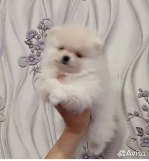 Померанский шпиц