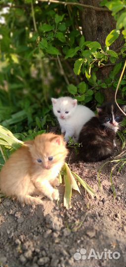 Прелестные котятки