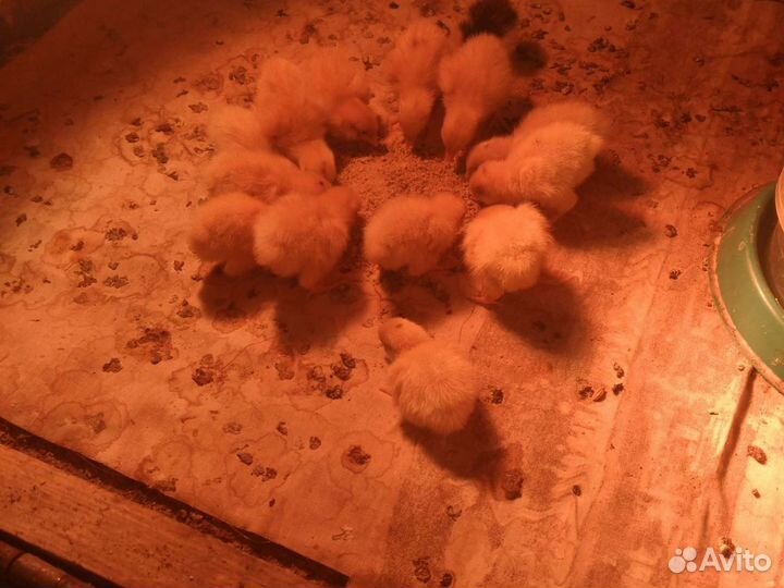 Перепелята суточные