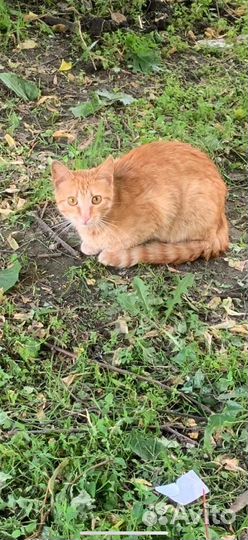 Молоденькие котики погибнут на улице