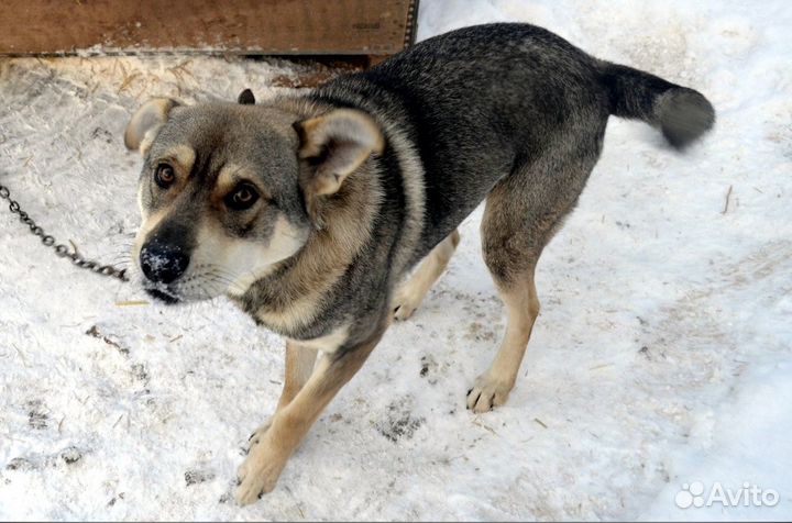 Рублик