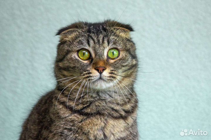 Бесплатно Шотландская вислоушка котодевочка