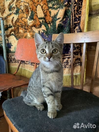 Котенок