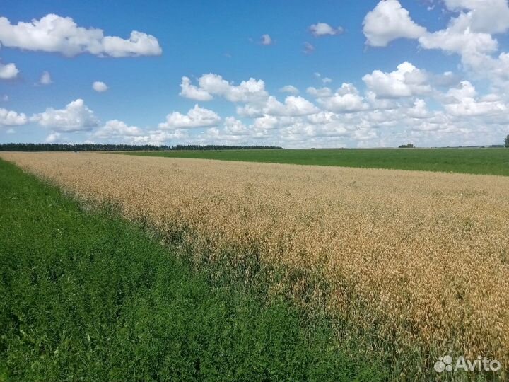 Зерно овёс, пшеница, ячмень