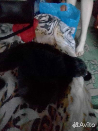 Шапка норковая новая