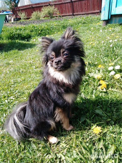 Кобель чихуахуа на вязку