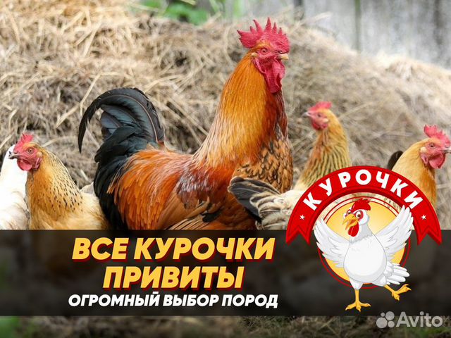 Курочки несушки с доставкой