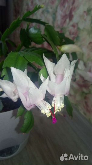 Декабрист двух расцветок (шлюмбергера)