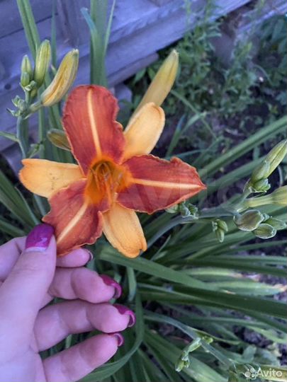 Дача 28 м² на участке 6 сот.