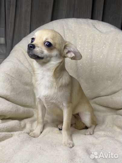 Щенки чихуахуа