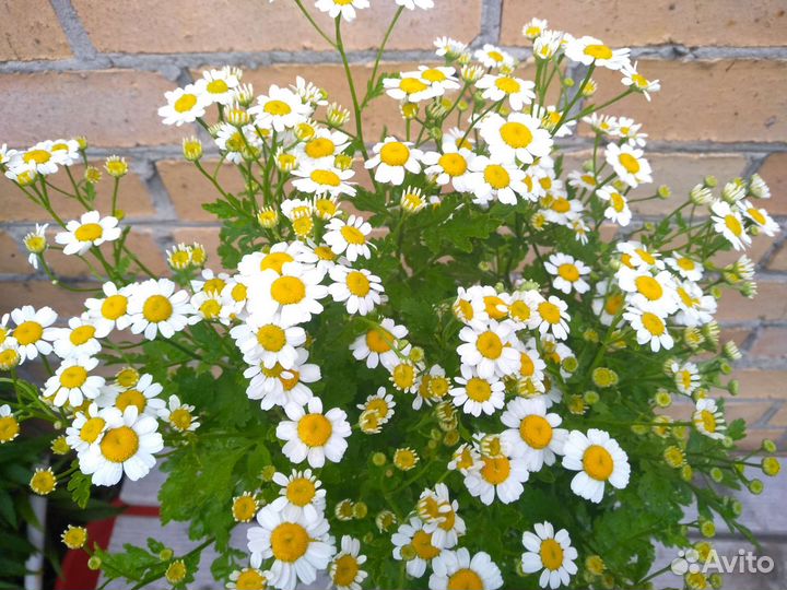 Махровая многолетняя ромашка, матрикария и желтая