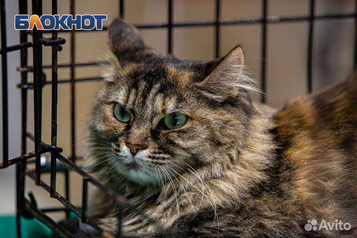 Пушистая кошечка в добрые руки