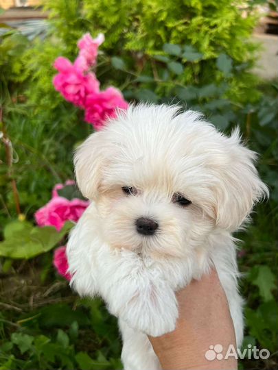 Мальтезе мальтийская болонка