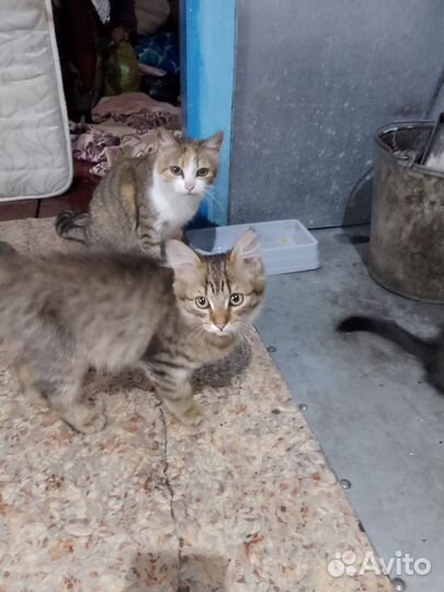 Кошка